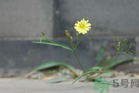 怎么挑選苦菜？挑選苦菜的方法有哪些？