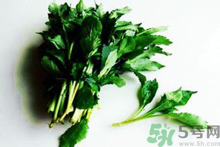 怎么挑選苦菜？挑選苦菜的方法有哪些？