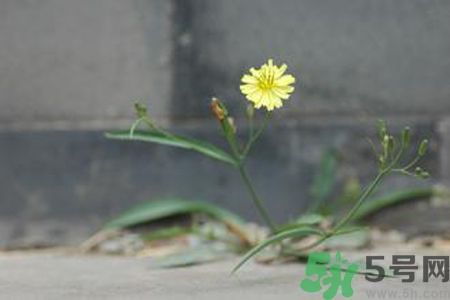 皮膚過敏可以吃苦菜嗎？吃苦菜會皮膚過敏嗎？