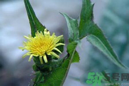 皮膚過敏可以吃苦菜嗎？吃苦菜會皮膚過敏嗎？