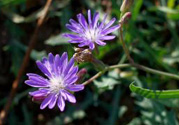 紫花苦菜和黃花苦菜哪個好？紫花苦菜和黃花苦菜有什么區(qū)別？