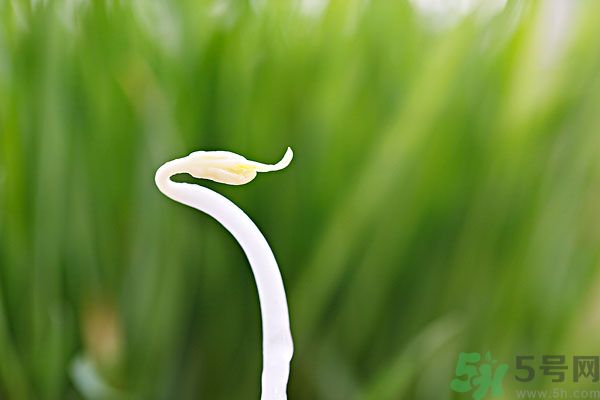 綠豆芽有什么功效？綠豆芽的功效是什么？