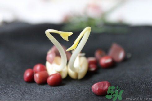 紅豆可以發(fā)豆芽嗎？紅豆芽可以吃嗎？