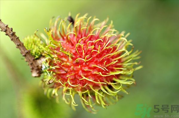 孕婦可以吃紅毛丹嗎？孕婦吃紅毛丹好嗎？
