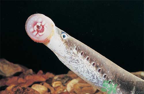 英吸血鬼魚暴增 什么是吸血鬼魚？