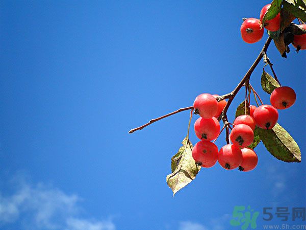 尿酸高能吃山楂嗎？痛風(fēng)能吃山楂嗎？