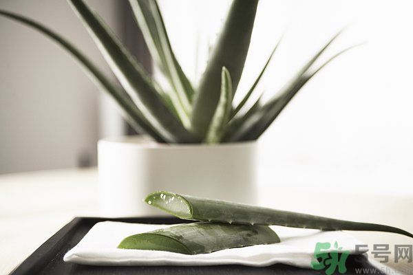 蘆薈怎么做好吃？蘆薈的做法有哪些？