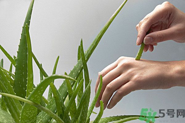 蘆薈是涼性的嗎？蘆薈是涼性還是熱性？