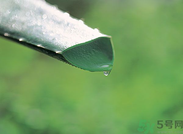 孕婦可以用蘆薈汁搽臉嗎？孕婦可以涂抹蘆薈汁嗎？