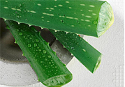 蘆薈是發(fā)物嗎？蘆薈是不是發(fā)物？