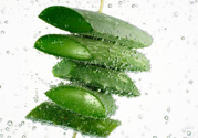夏天吃蘆薈可以降火嗎？夏天吃蘆薈能清火嗎？