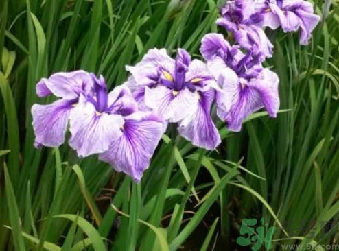 什么樣的菖蒲好？怎樣選購(gòu)菖蒲？