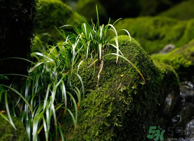 什么樣的菖蒲好？怎樣選購(gòu)菖蒲？