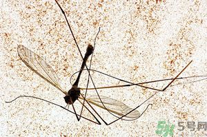 蚊子討厭什么氣味？蚊子討厭什么顏色？