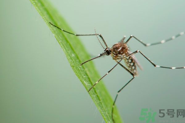蚊子討厭什么氣味？蚊子討厭什么顏色？