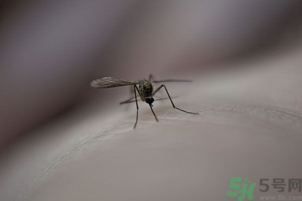 蚊子討厭什么氣味？蚊子討厭什么顏色？