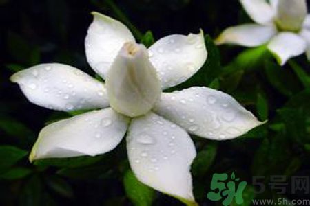 梔子花可以美容嗎？梔子花怎樣美容？