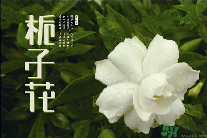 梔子花可以美容嗎？梔子花怎樣美容？