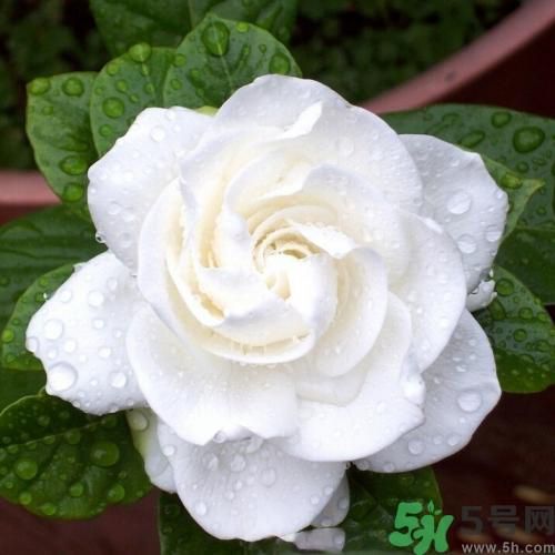 梔子花茶可以補血嗎？貧血可以喝梔子花茶嗎？