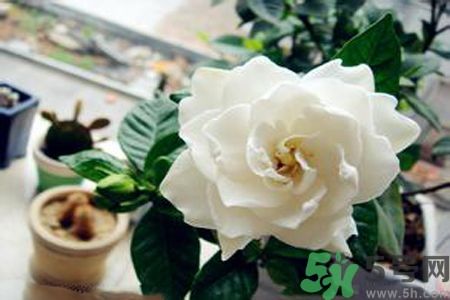梔子花可以降血糖嗎？梔子花茶可以降血糖嗎？