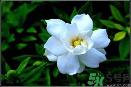 梔子花可以降血糖嗎？梔子花茶可以降血糖嗎？