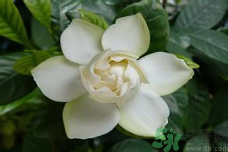 寶寶可以聞梔子花的味道嗎？寶寶聞梔子花的味道好嗎？