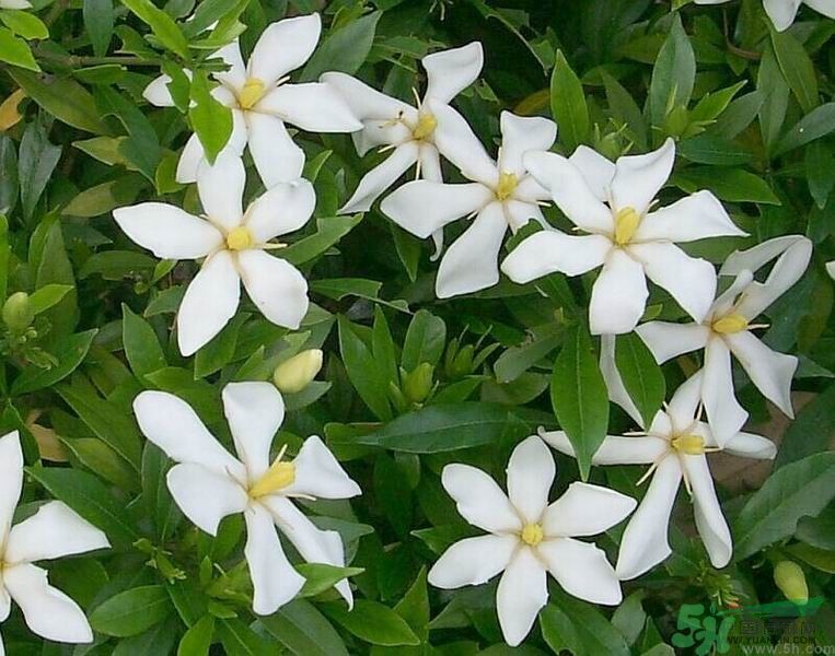 梔子花的葉子為什么會發(fā)黃？梔子花的葉子發(fā)黃了怎么辦？
