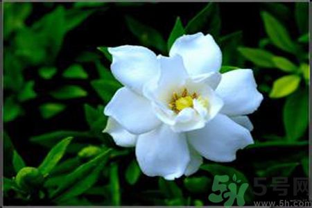 梔子花的葉子為什么會(huì)發(fā)黃？梔子花的葉子發(fā)黃了怎么辦？