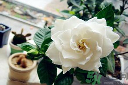梔子花茶是熱性還是涼性？梔子花茶是涼性的嗎？