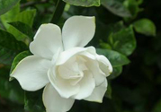 梔子花可以安神嗎？梔子花可以治療失眠嗎？