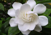梔子花的葉子為什么會(huì)發(fā)黃？梔子花的葉子發(fā)黃了怎么辦？