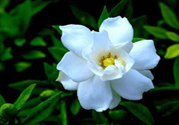 梔子花茶可以降血壓嗎？梔子花泡水可以降血壓嗎？