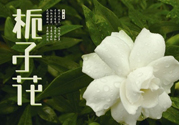 梔子花可以減肥嗎？梔子花怎么減肥？
