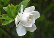 梔子花可以降血糖嗎？梔子花茶可以降血糖嗎？