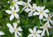 梔子花茶是熱性還是涼性？梔子花茶是涼性的嗎？