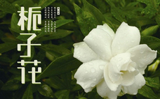 鮮花怎么保存時(shí)間長 鮮花怎么保鮮