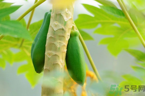 木瓜是水果還是蔬菜？青木瓜是水果嗎？