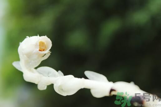 死亡之花可以吃嗎？死亡之花吃了會中毒嗎？
