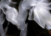 陜西發(fā)現(xiàn)死亡之花 水晶蘭為什么叫死亡之花？