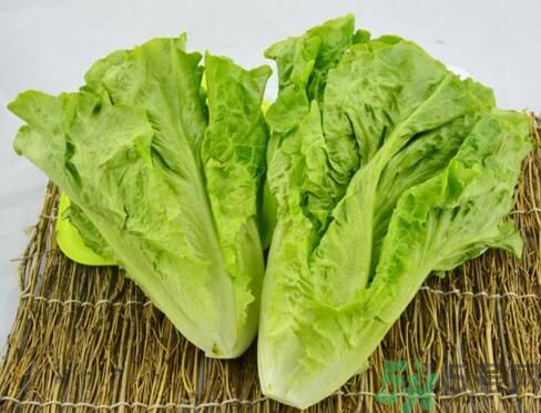 生菜會引起過敏嗎？吃生菜會過敏嗎？