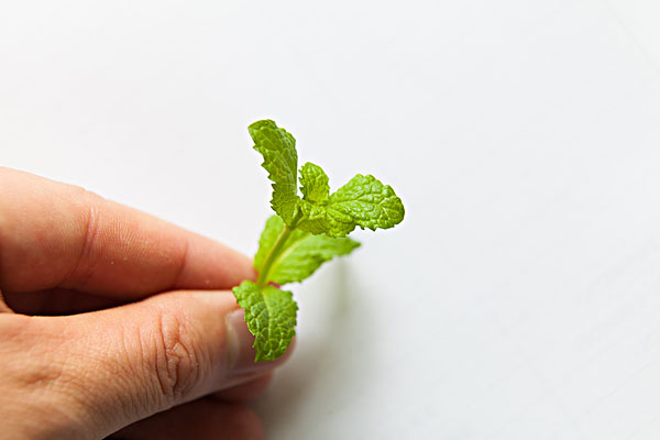 薄荷能治蕁麻疹嗎？蕁麻疹喝薄荷茶有用嗎？