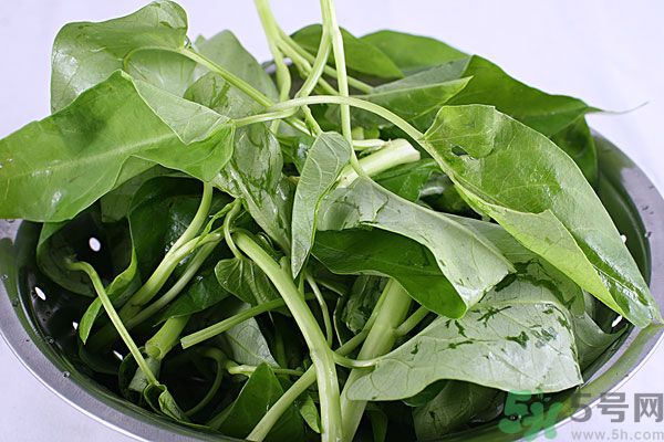 空心菜是菠菜嗎？空心菜是不是菠菜？
