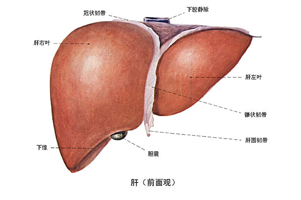 臉上長(zhǎng)痘能吃南瓜嗎？臉上長(zhǎng)痘吃南瓜好不好？