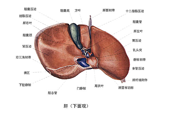 臉上長(zhǎng)痘能吃南瓜嗎？臉上長(zhǎng)痘吃南瓜好不好？