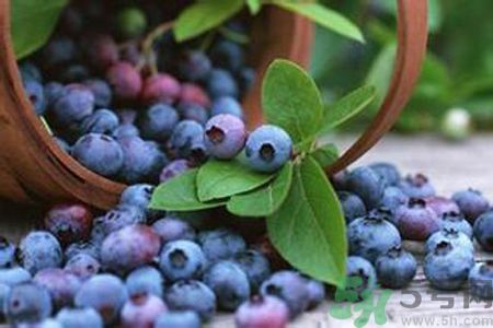 藍莓是不是發(fā)物？藍莓是發(fā)物嗎？