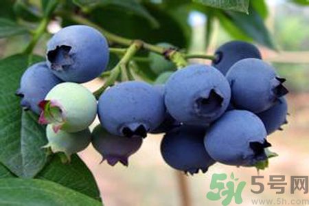 藍(lán)莓上面的白色的東西是什么？藍(lán)莓上面的白色的東西可以吃嗎？