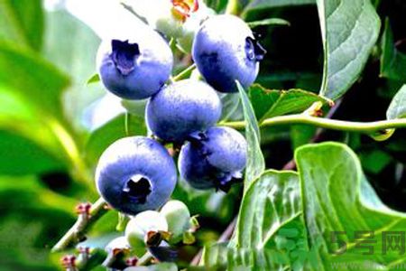 什么是藍莓李果？藍莓李果和藍莓的區(qū)別？