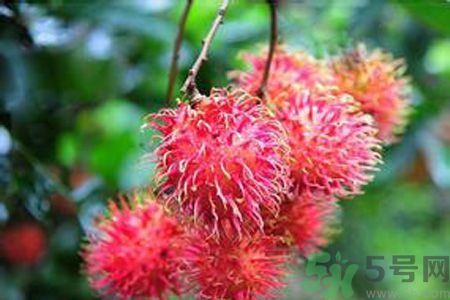寶寶可以吃紅毛丹嗎？寶寶多大了可以吃紅毛丹？