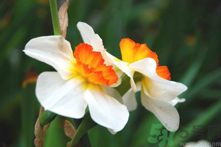 父親節(jié)送什么花好？父親節(jié)送什么花？