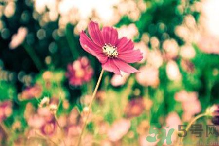 父親節(jié)送什么花好？父親節(jié)送什么花？